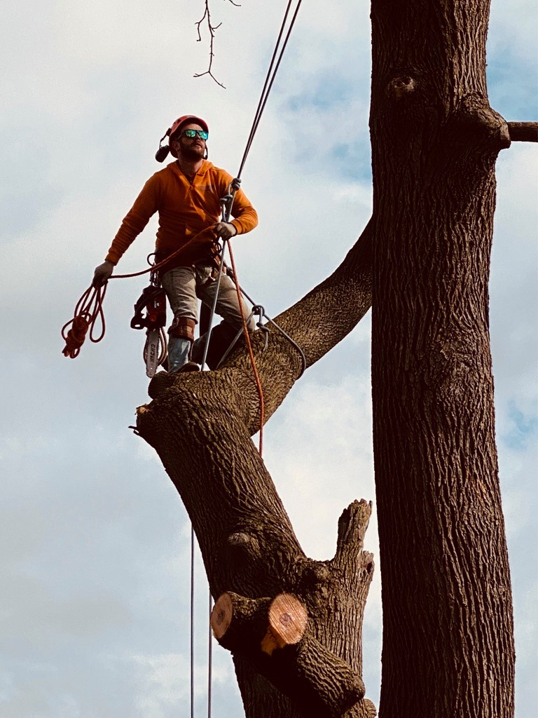 Tree Service Rockford IL