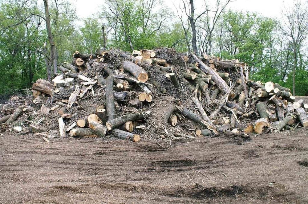 Tree Service Rockford IL