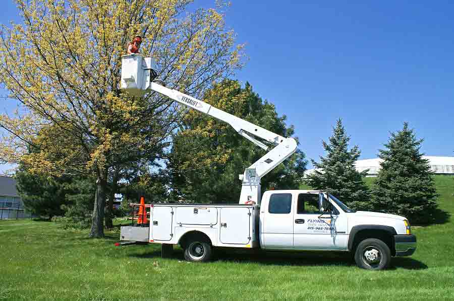 Tree Service Rockford IL