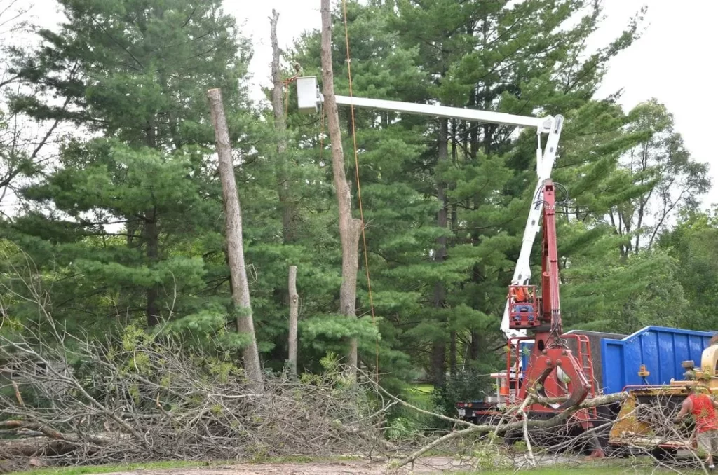 Tree Service Rockford IL