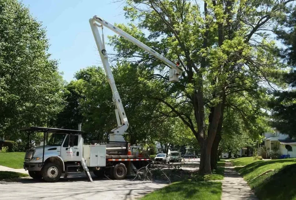 Tree Service Rockford IL