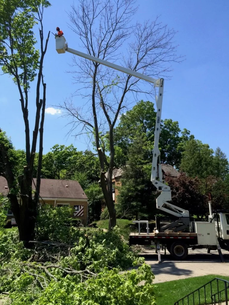 Tree Service Rockford IL