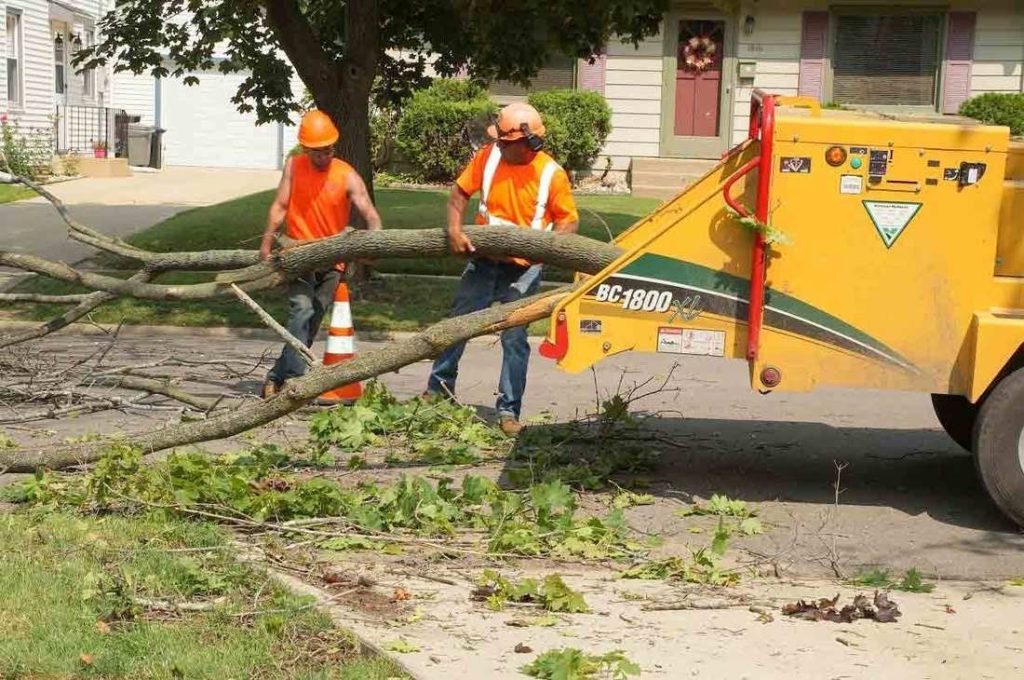 Tree Service Rockford IL