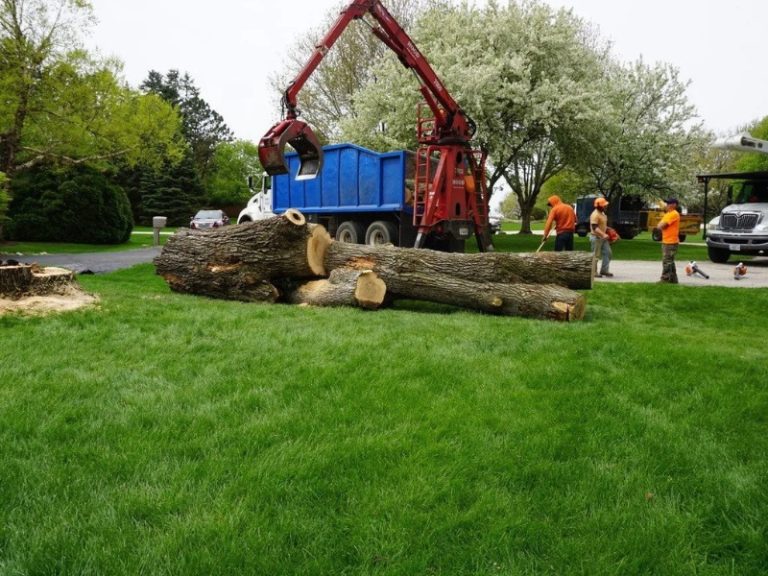 Tree Service Rockford IL