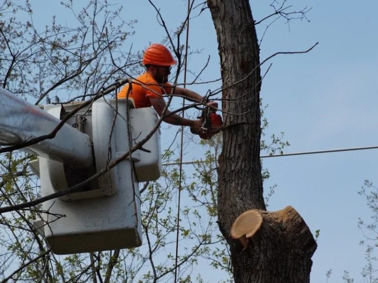Tree Service Rockford IL