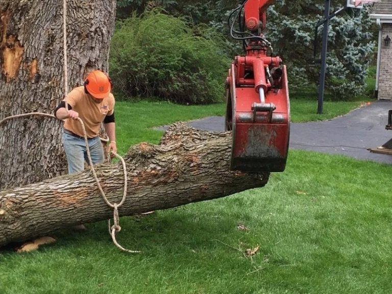 Tree Service Rockford IL
